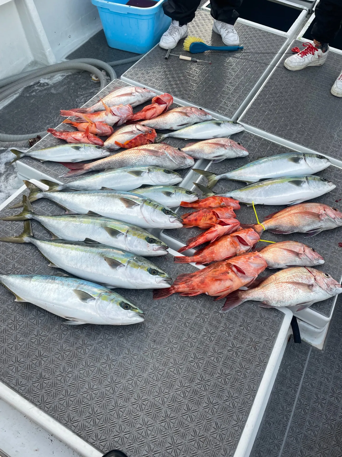 明けましておめでとうございます。1月2日タイラバ ジギング |紗紀丸(大分 遊漁船)