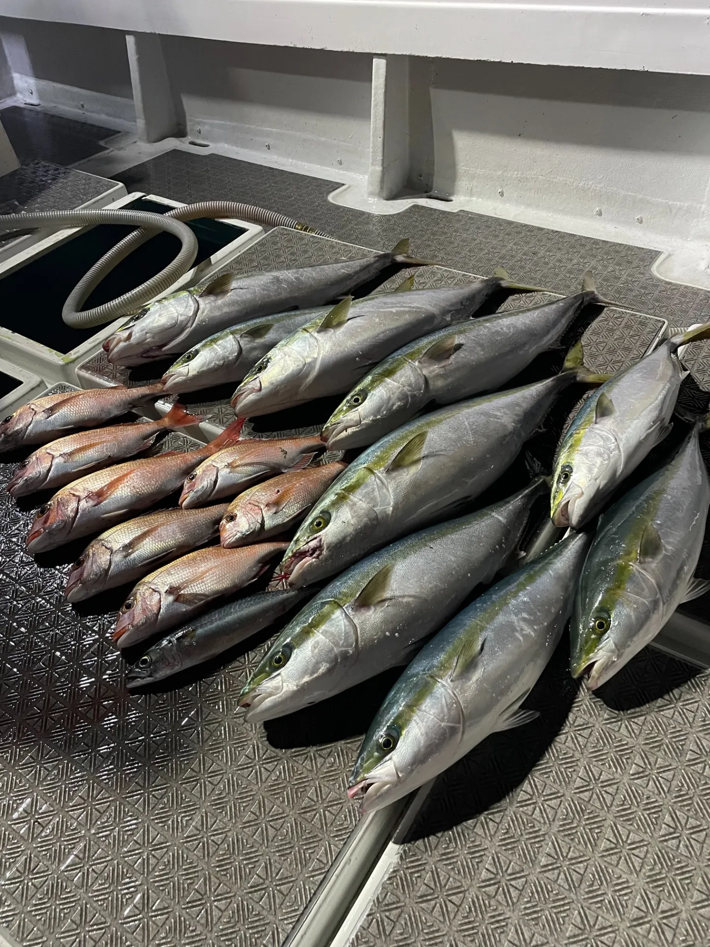 1月14日タイラバ ジギング |紗紀丸(大分 遊漁船)